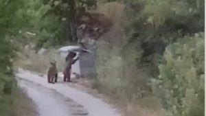 Tokat’ta Aç Ayılar Çöp Karıştırırken Yakalandı