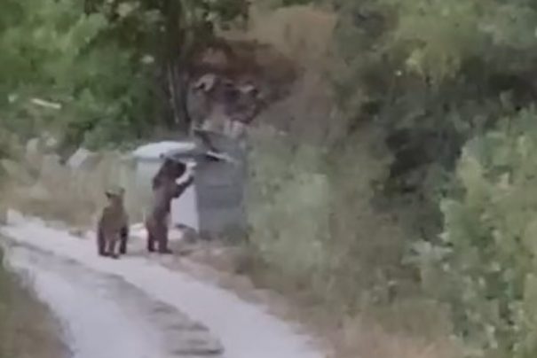 Tokat’ta Aç Ayılar Çöp Karıştırırken Yakalandı