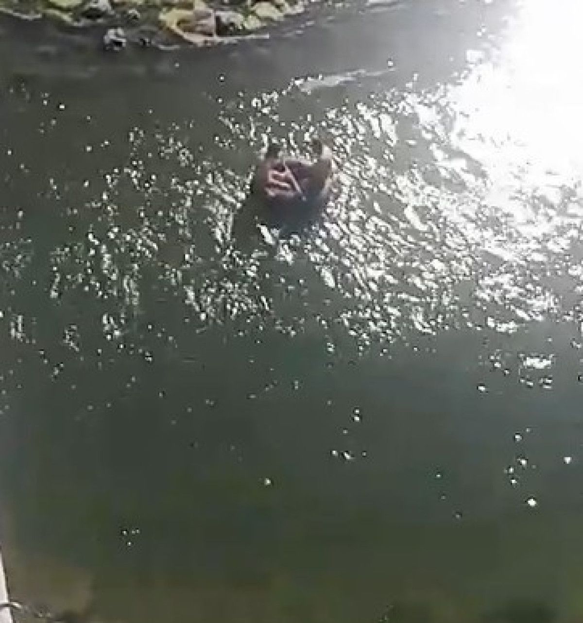 Tokatta Traktör Şambreli ile Rafting Deneyimi