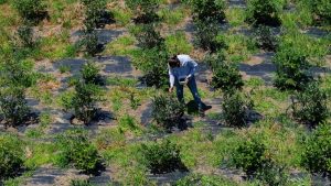 Trabzon’da Organik Maviyemiş Yetiştiriciliği ve Gelişen Tarım Hikayesi