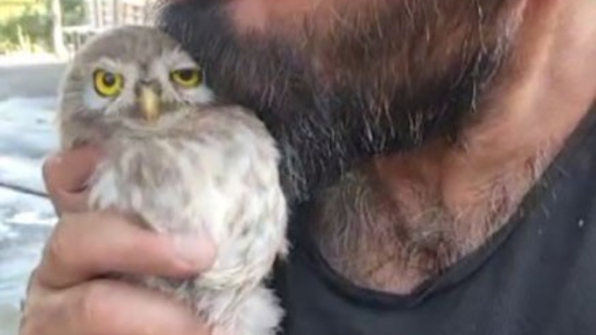 İç ısıtan hayvan görüntülerine bir yenisi eklendi: Tunceli’den sevgi dolu anlar