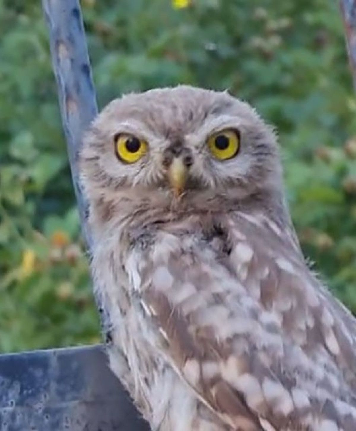 Baykuşla kurulan dostluk ve doğal yaşamın önemi