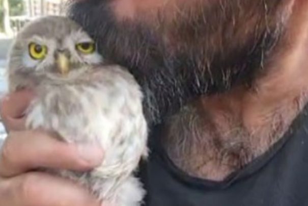 Tunceli’den İç ısıtan baykuş hikayesi