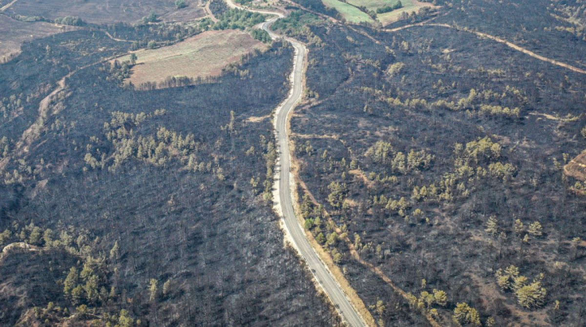 Türkiye'de Orman Yangınlarıyla Mücadele ve Güncel Durum