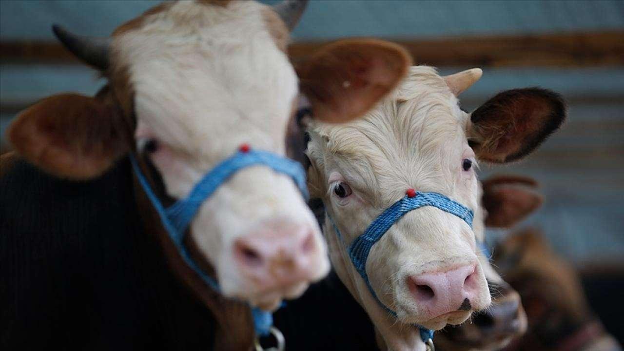 Şap Hastalığına Karşı Etkili Alınabilecek Önlemler