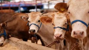 Türkiye’de Şap Hastalığı ve Alınan Önlemler