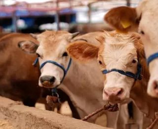 Türkiye’de Şap Hastalığı ve Alınan Önlemler