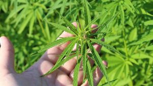 Türkiye’de Tıbbi Kenevir Ürünlerinin Eczanelerde Kontrollü Satışına Geçiş