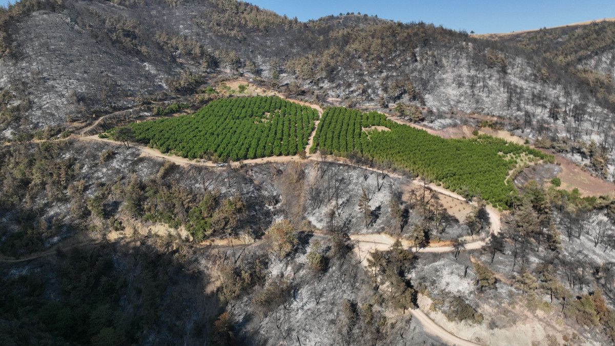 Türkiye'nin Ciğerlerini Yakan Yangında Mucize: Yeşil Kaldı