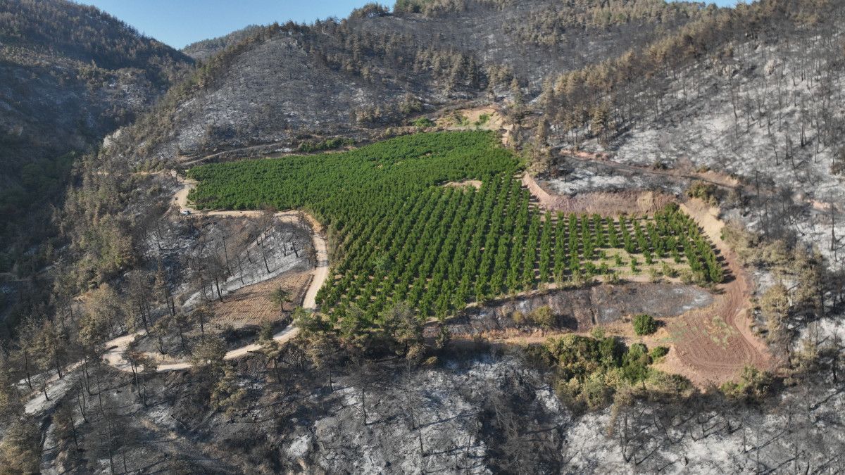 Türkiye'nin Ciğerlerini Yakan Yangında Mucize: Yeşil Kaldı