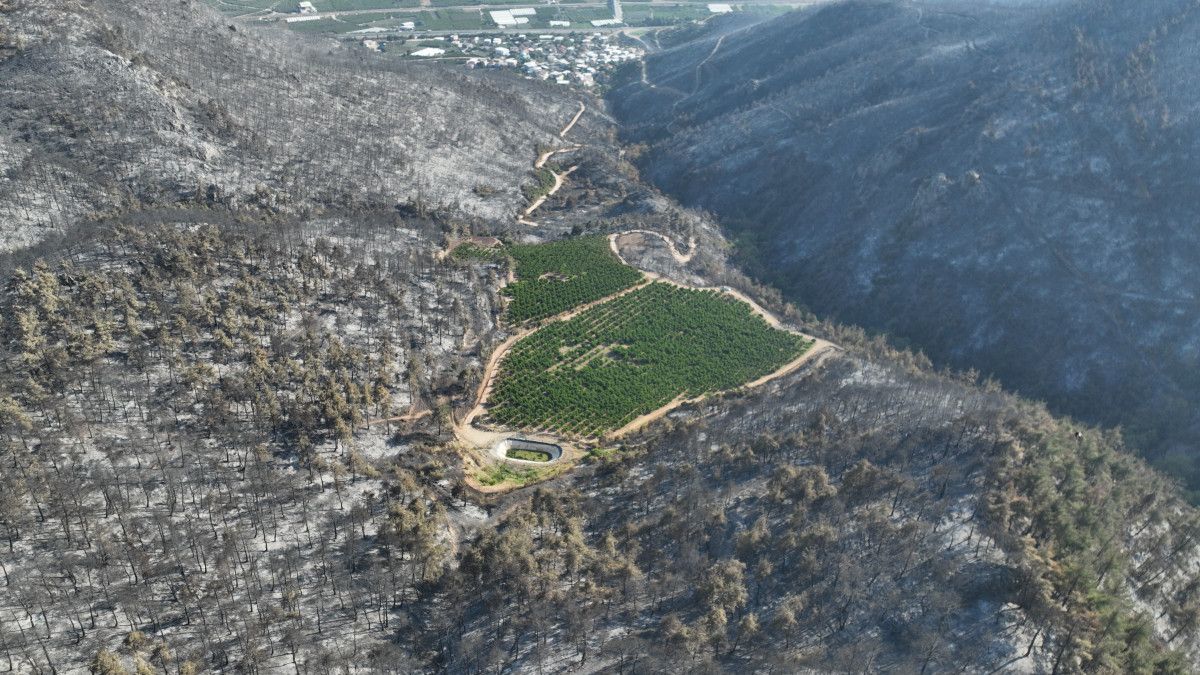 Türkiye'nin Ciğerlerini Yakan Yangında Mucize: Yeşil Kaldı