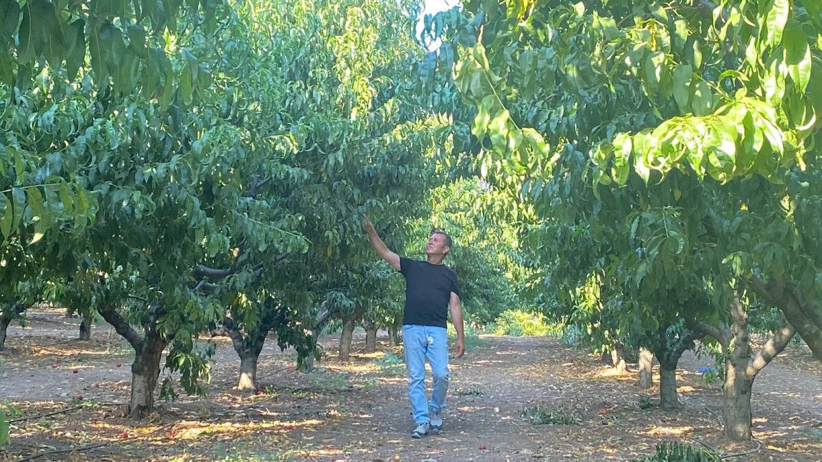 Türkiye'nin Ciğerlerini Yakan Yangında Mucize: Yeşil Kaldı