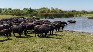 Uluabat Gölü Kıyısındaki Karaoğlan Mahallesi ve Mandacılık Geleneği