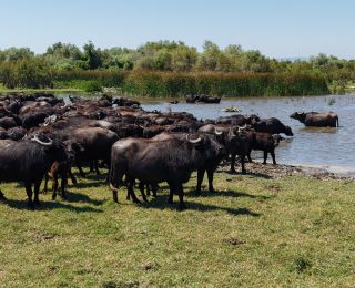 Uluabat Gölü Kıyısındaki Karaoğlan Mahallesi ve Mandacılık Geleneği