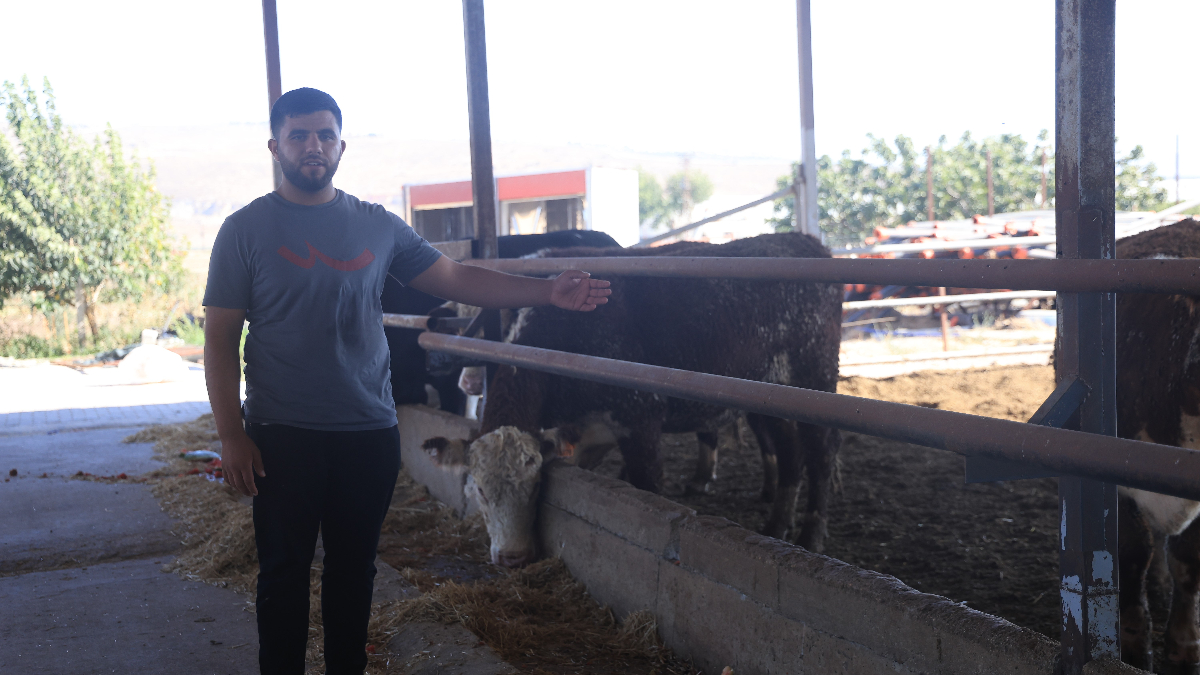 Hatay'da Çiftliğe Uruguay'dan Getirilen Anguslar Kayboldu: Bir Aydır Haber Alınamıyor