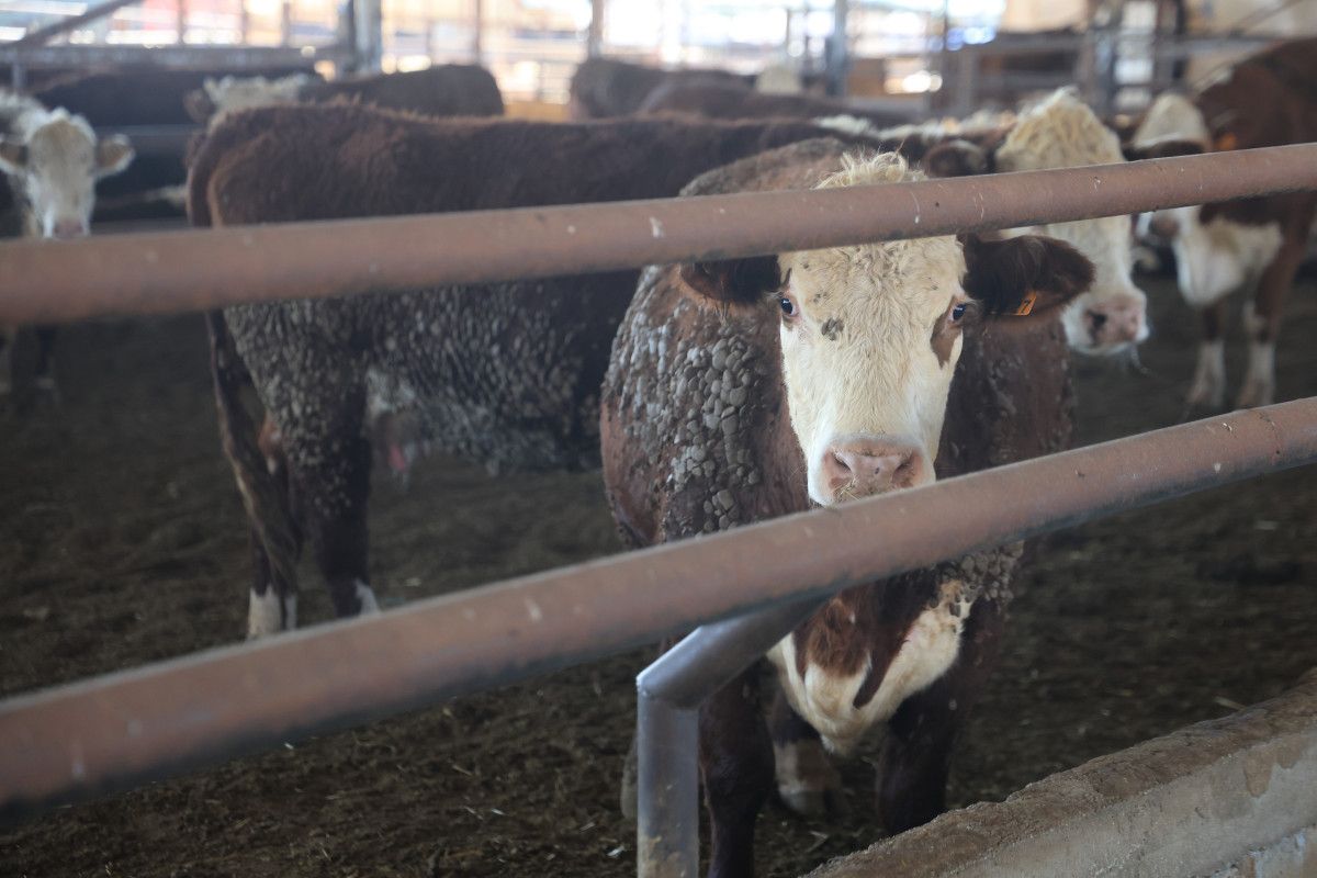Hatay'da Çiftliğe Uruguay'dan Getirilen Anguslar Kayboldu: Bir Aydır Haber Alınamıyor
