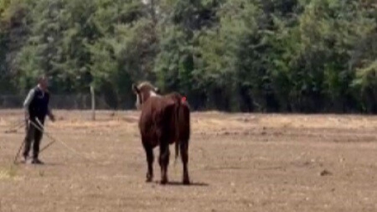 Hatay'da Çiftliğe Uruguay'dan Getirilen Anguslar Kayboldu: Bir Aydır Haber Alınamıyor
