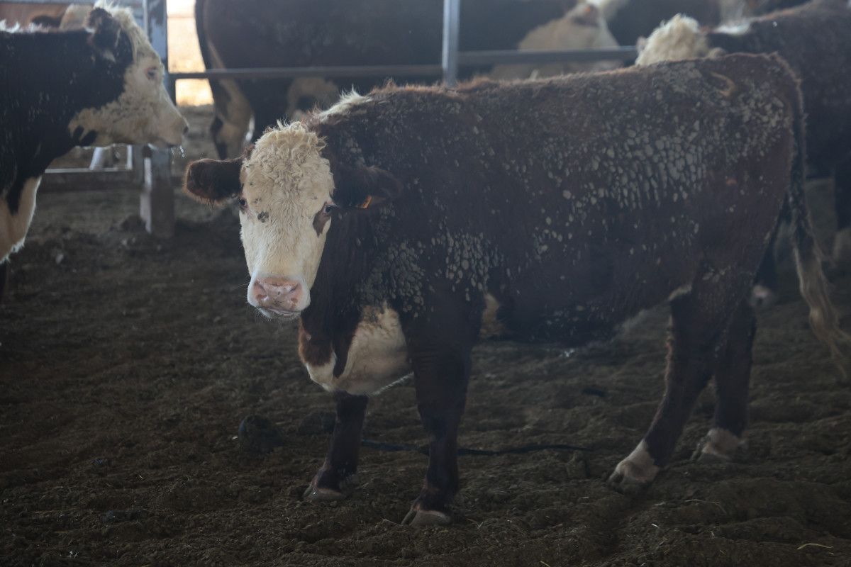 Hatay'da Çiftliğe Uruguay'dan Getirilen Anguslar Kayboldu: Bir Aydır Haber Alınamıyor