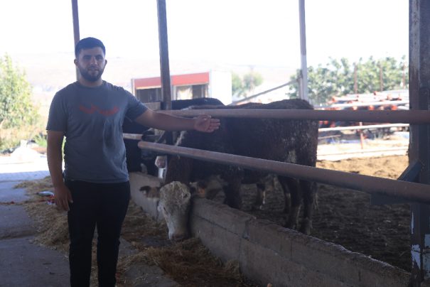 Uruguay’dan Hatay’a Getirilen ve Kaybolan Anguslar İçin Besiciden Önemli Uyarı