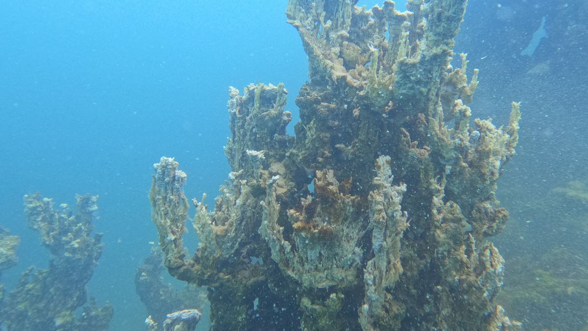 Van Gölü'nün Derinliklerinde Büyüleyici Mikrobiyalitler