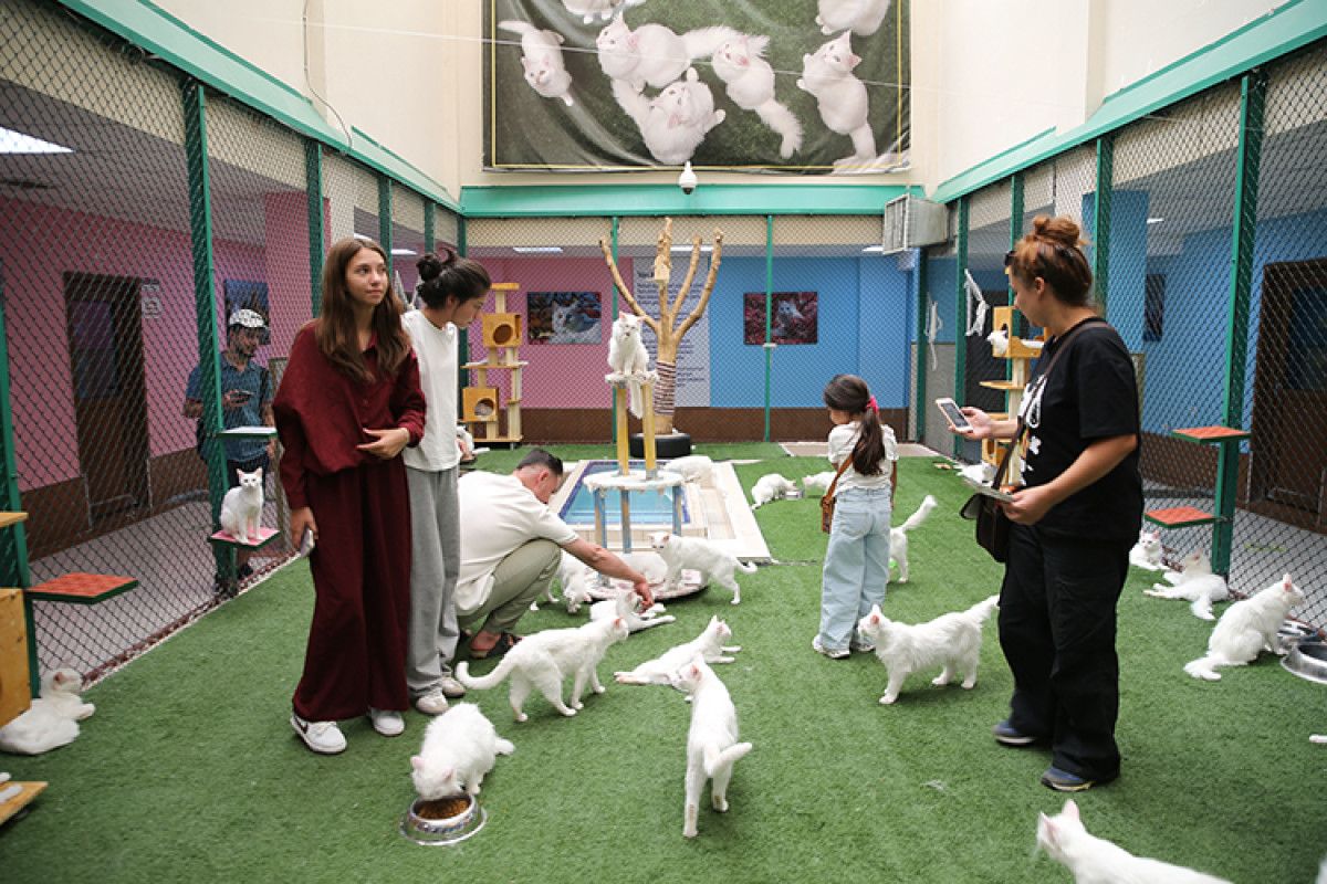 Sağlık ve Kimlik Bilgileriyle Güvence Altında Yavru Kediler