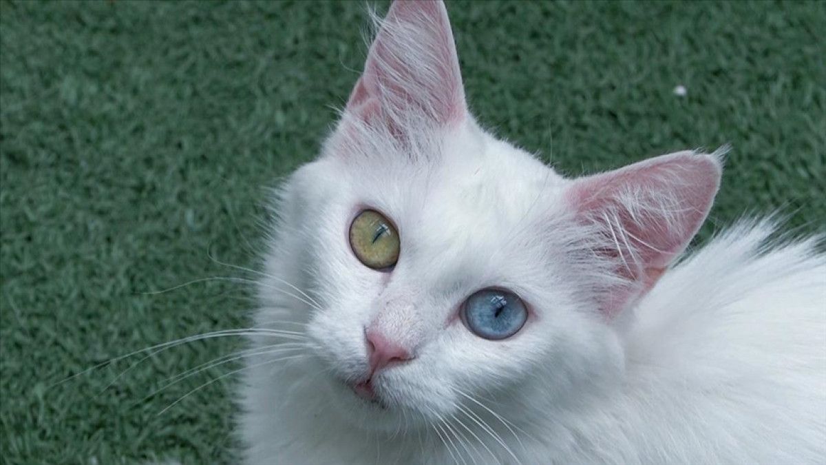 Doğum ve Sahiplendirme Sürecinin Detayları