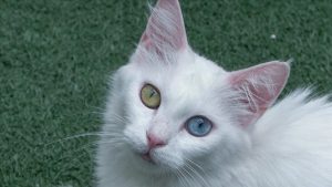 Van Kedileri Türkiye’yi Şekillendiren Efsanevi Yaratıklar