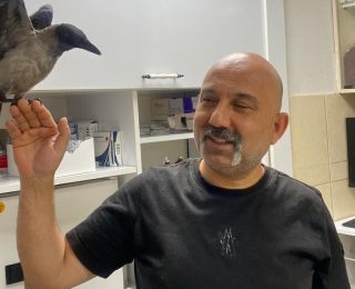 Veteriner Hekim Mete Betin ve Yaralı Karga Gak’ın Hikayesi
