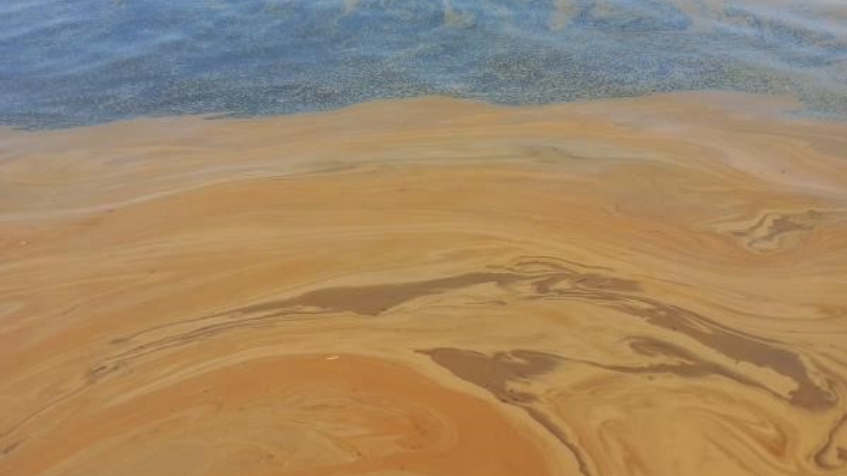 Yalova’nın Çiftlikköy ilçesine bağlı Taşköprü beldesinde deniz yüzeyinde oluşan kirlilik endişe yaratıyor