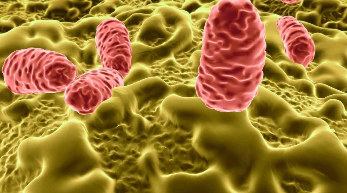 Salmonella Bulaşma Yolları ve Çoğalma Koşulları