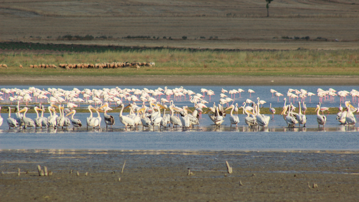 Gelingüllü Barajı: Kuşların Buluşma Noktası
