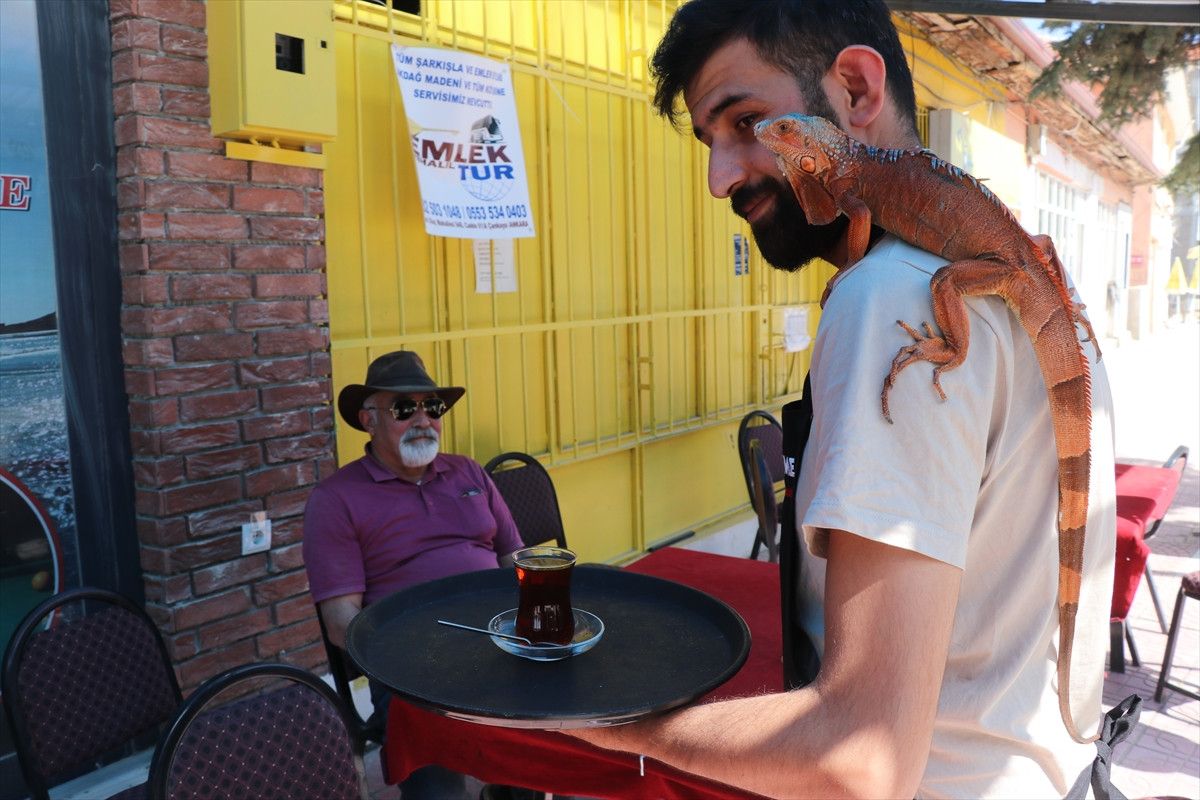 Yozgat'ın Sorgun İlçesine Bağlı Bahadın Beldesinin Yeni Fenomeni: Maskot Iguana 'Ökkeş'