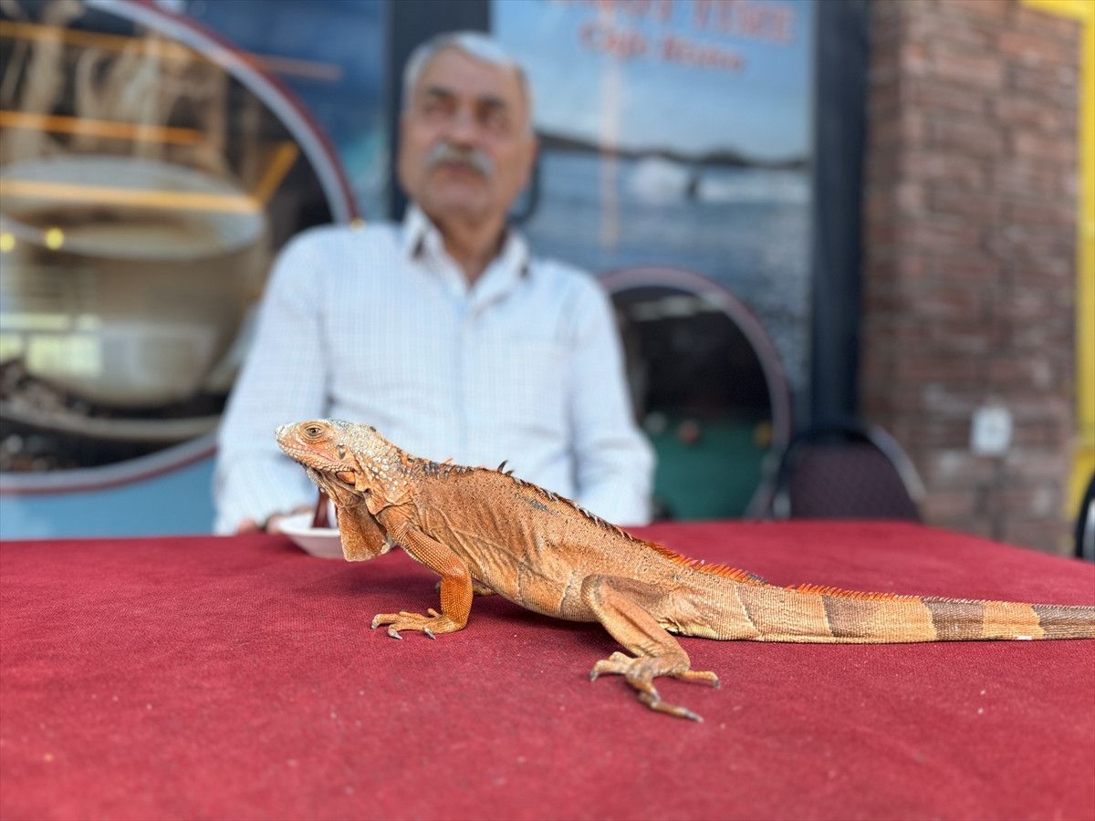 Yozgat'ın Sorgun İlçesinde Iguana 'Ökkeş' Çevreyi Büyülüyor