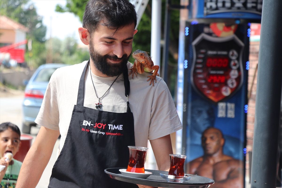 Yozgat'ın Sorgun İlçesinde Iguana 'Ökkeş' Çevreyi Büyülüyor