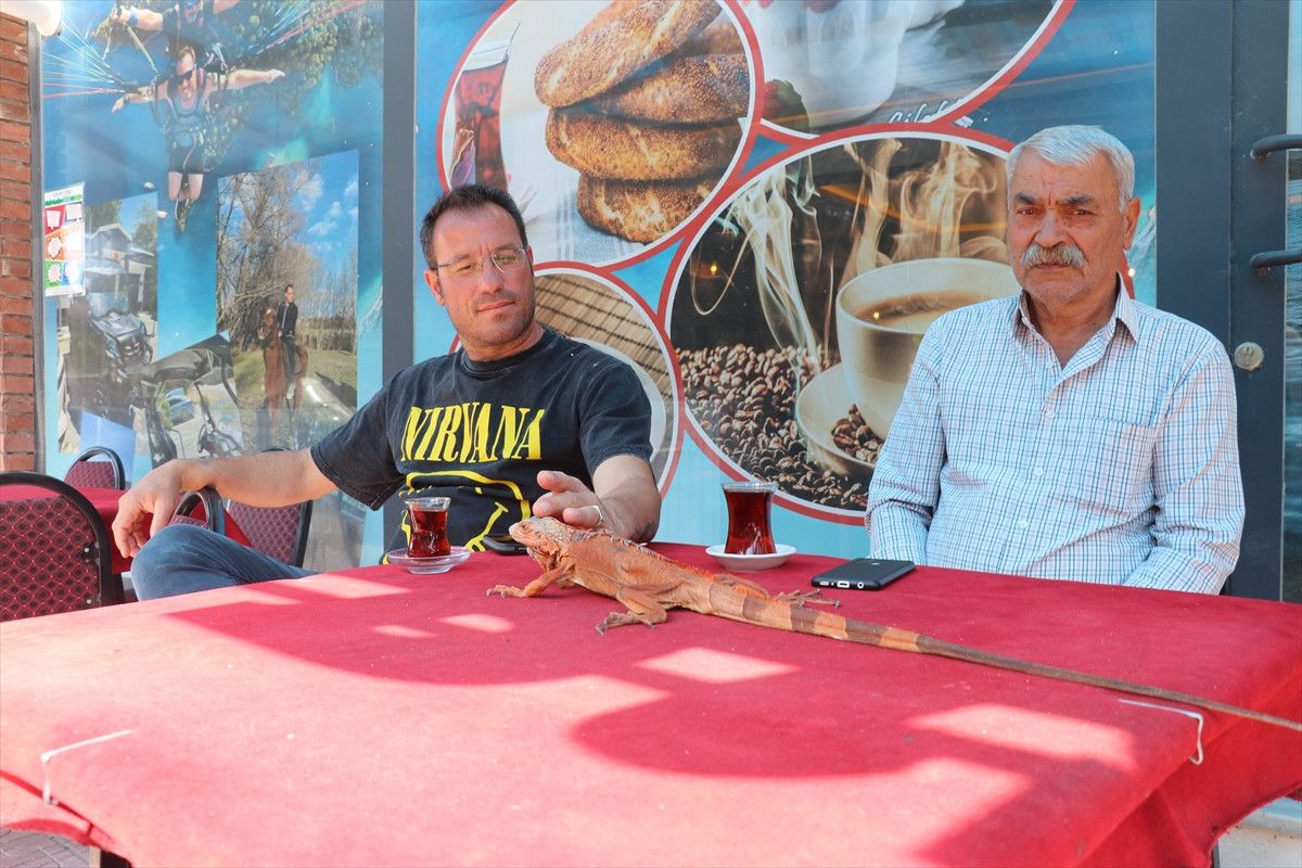 Yozgat'ın Sorgun İlçesinde Iguana 'Ökkeş' Çevreyi Büyülüyor