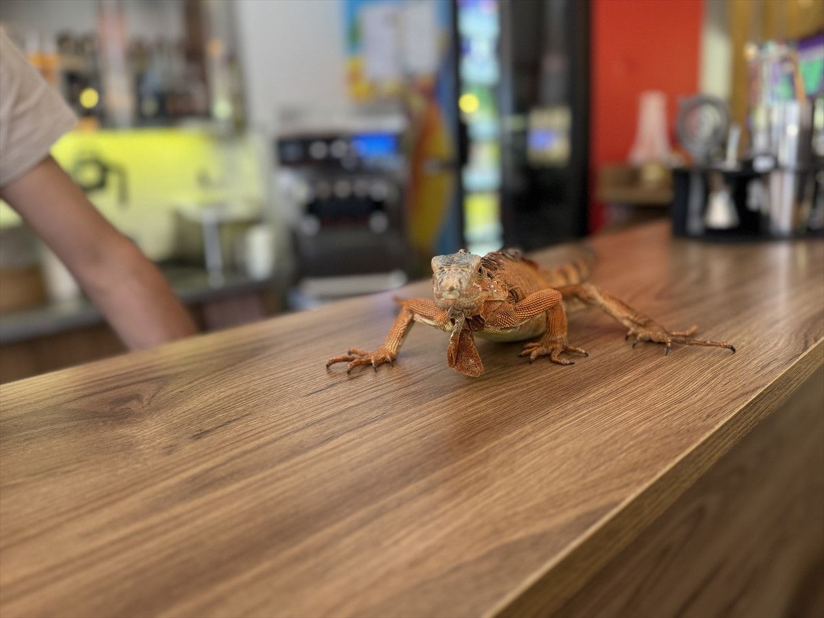 Yozgat'ın Sorgun İlçesinde Iguana 'Ökkeş' Çevreyi Büyülüyor