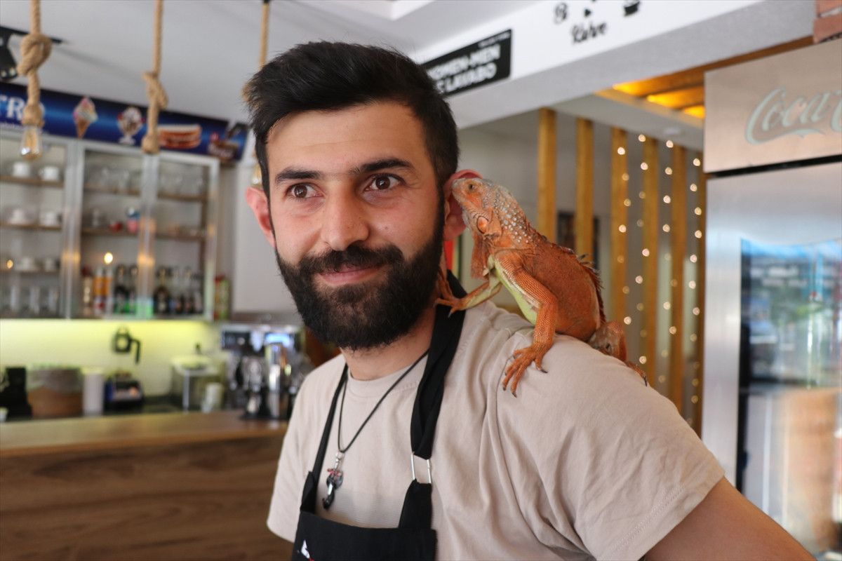 Yozgat'ın Sorgun İlçesinde Iguana 'Ökkeş' Çevreyi Büyülüyor
