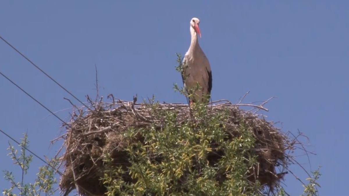 Yüzyıllardır Süregelen Göç Geleneği