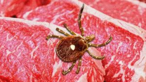 Alfa-Gal Sendromu ve Kene Isırığının Hayatınıza Etkileri: Süt ve Et Tüketiminde Dikkat!