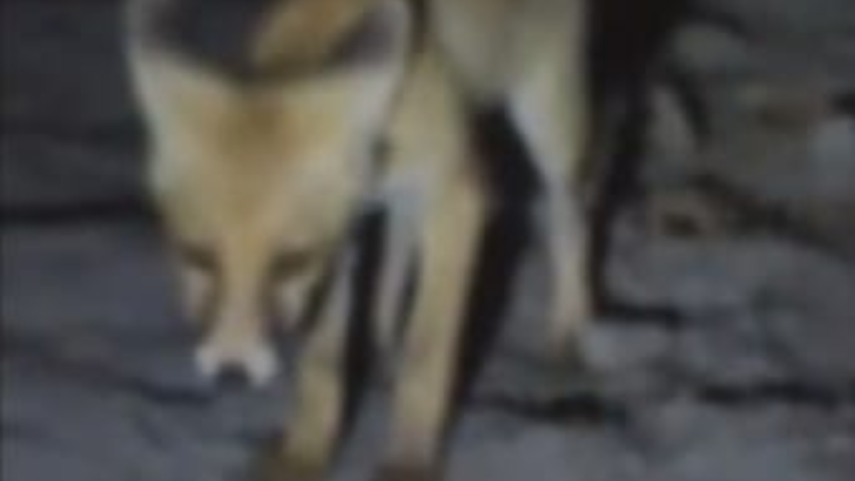 Amasya'da Tilkiyi Eliyle Beslemenin İlginç Hikayesi