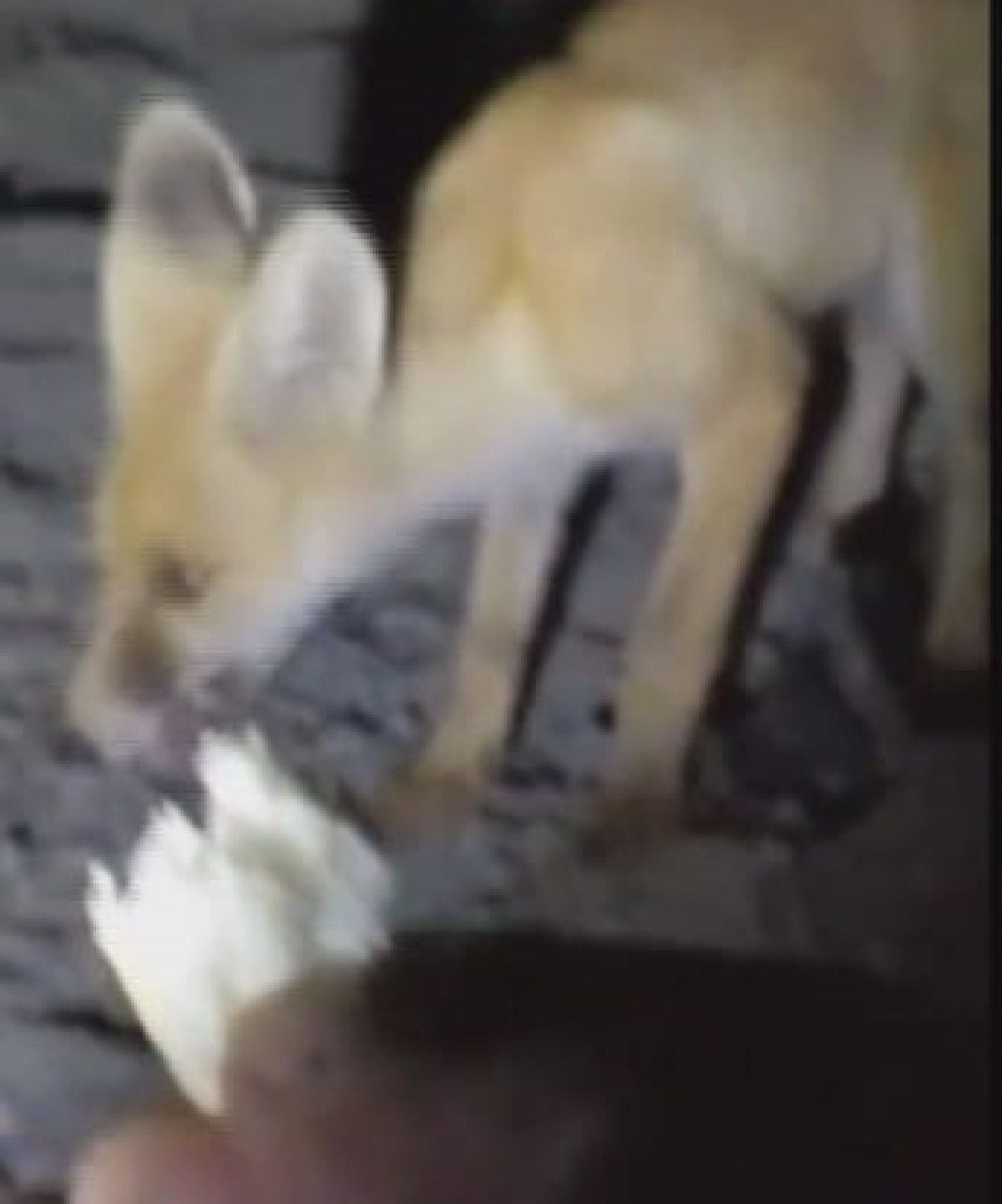 Amasya'da Tilkiyi Eliyle Beslemenin İlginç Hikayesi