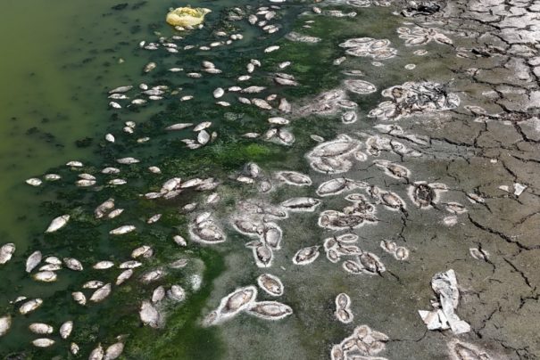 Ankara Kızılca Göleti Kurudu: Ölen Balıklar Sahile Vurdu