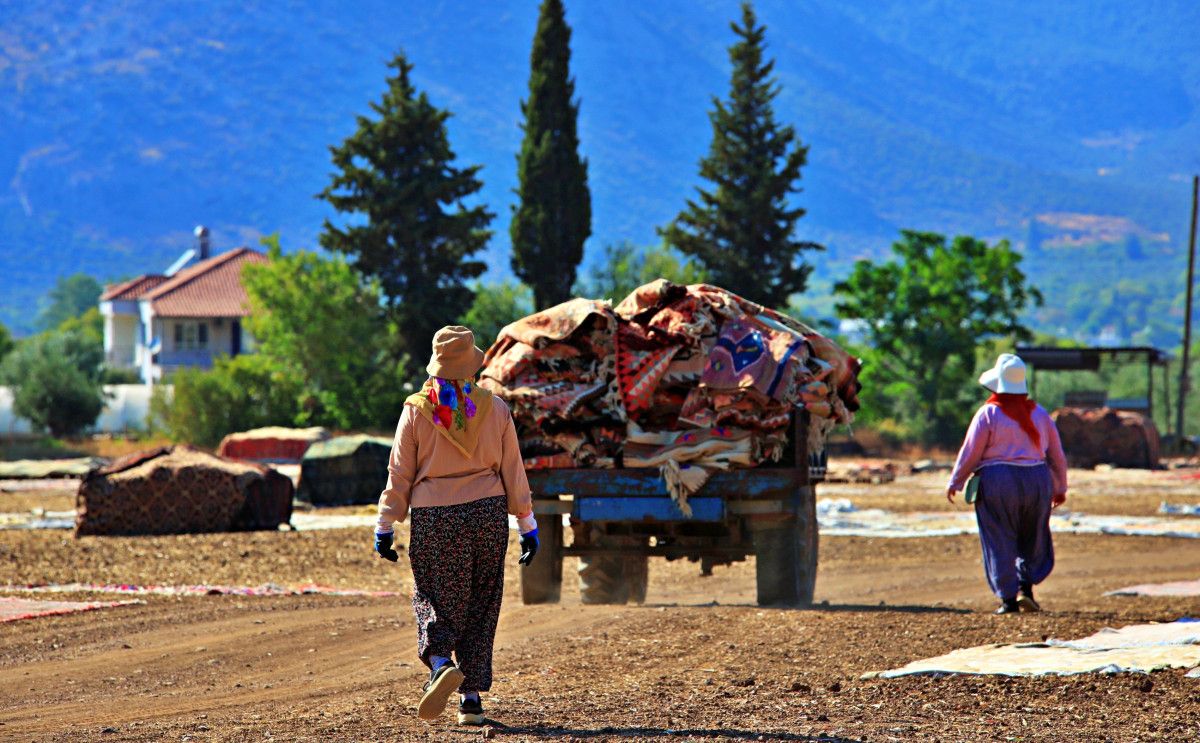 Hasat ve Temizlik Süreci