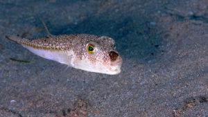 Antalya Kıyılarında Balon Balığı Yeni Balık Türlerinin Yerini Alıyor
