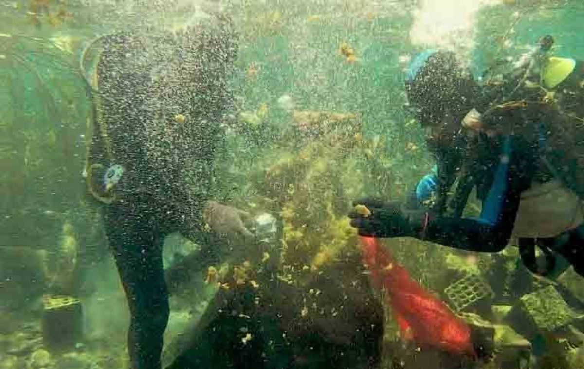 Küresel Kirliğin ve Yeni Deniz Canlılarının Yayılımı