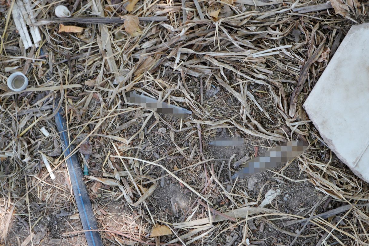 Ölü ve Diriyi Koruma Çabası