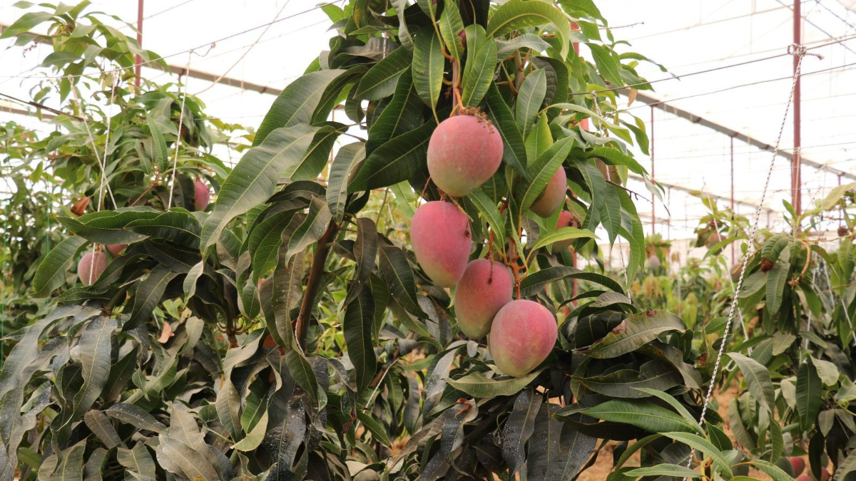 Mango Üretim Alanları ve Hasat Çalışmaları
