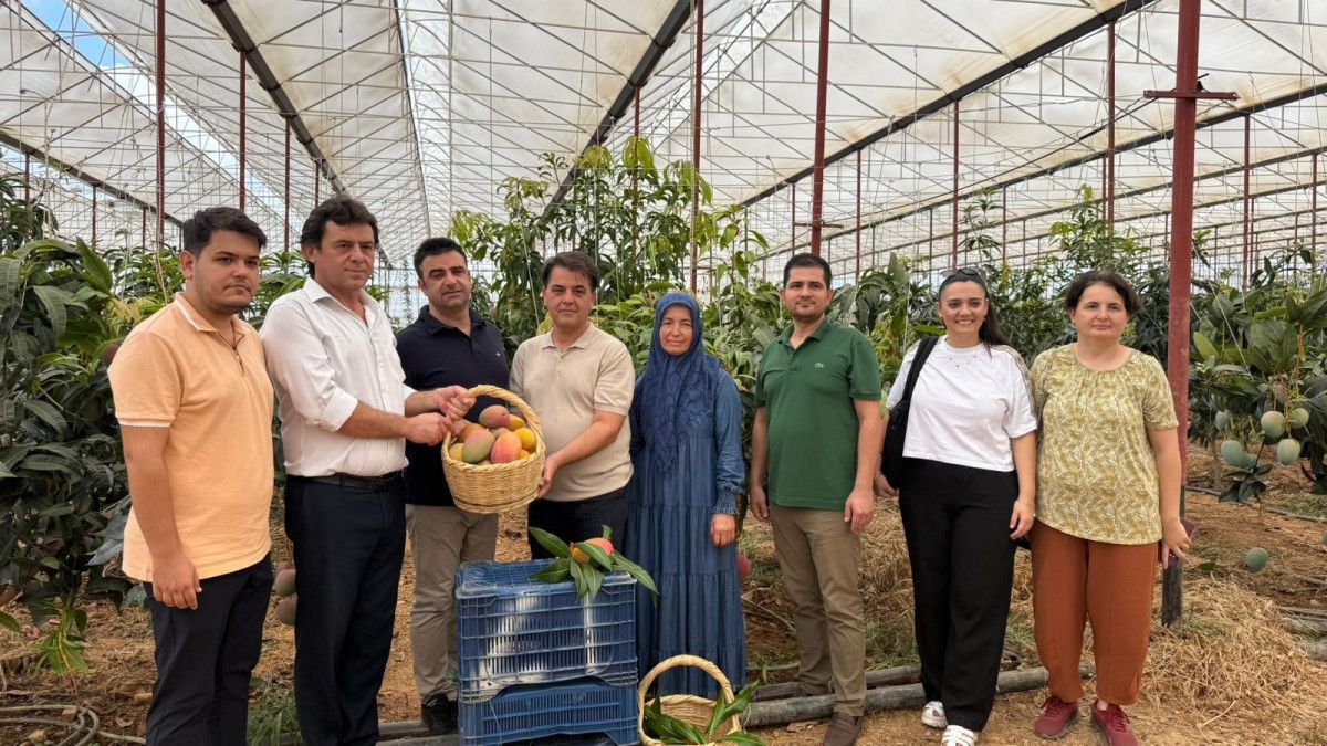 Farklı Çeşitler ve Hasat Süreci
