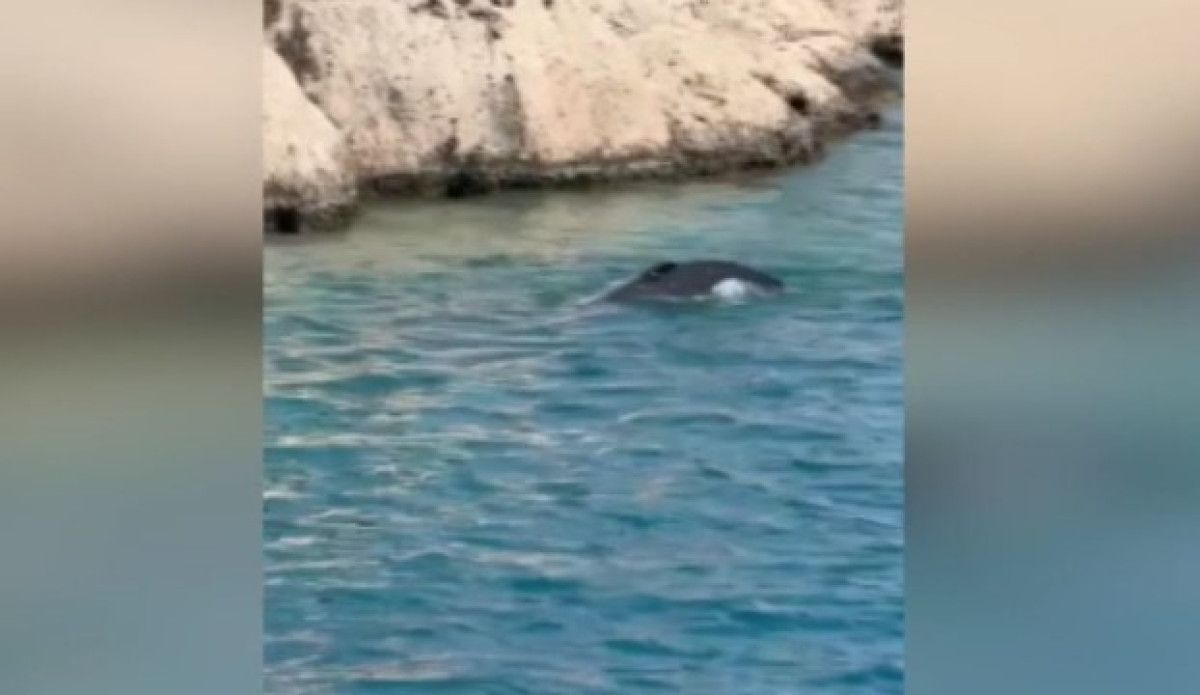 Sahil Güvenlik Ekiplerinin Müdahalesi ve Kurtarma Çalışmaları