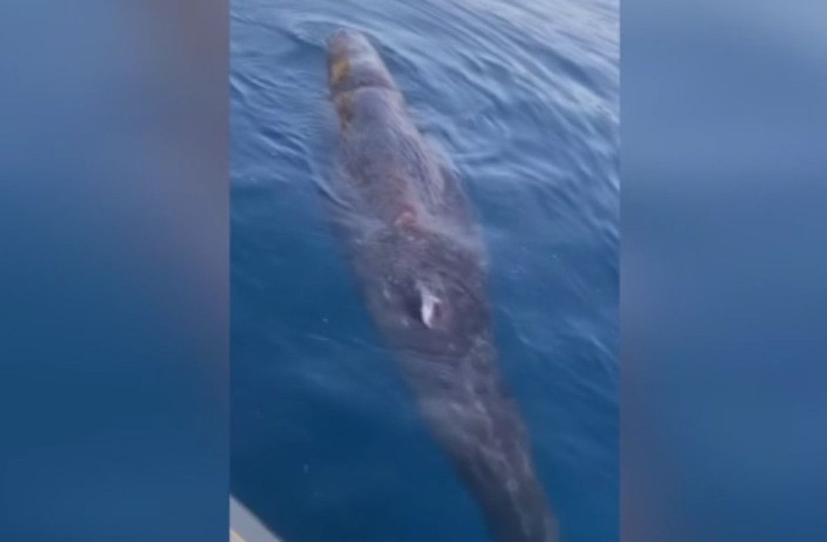 Antalya'da Kayalara Sıkışan Balina Yavrusu Kurtarıldı